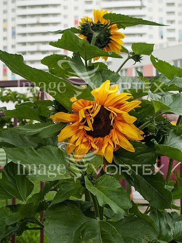 Flower royalty free stock image #910679096