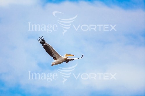Bird royalty free stock image #911018236