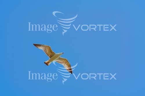 Bird royalty free stock image #911193685