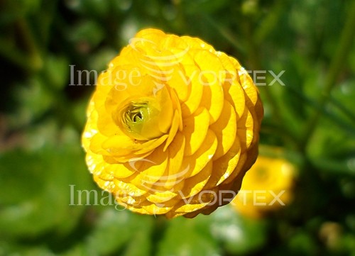 Flower royalty free stock image #913465169