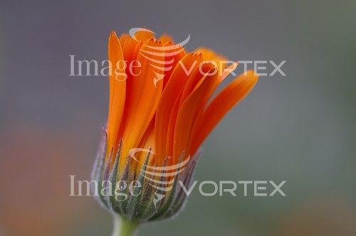 Flower royalty free stock image #914024018