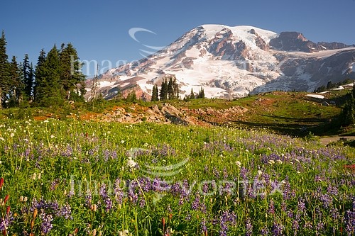 Nature / landscape royalty free stock image #917083924