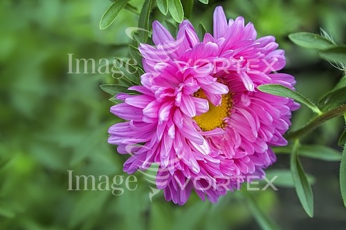 Flower royalty free stock image #919239573