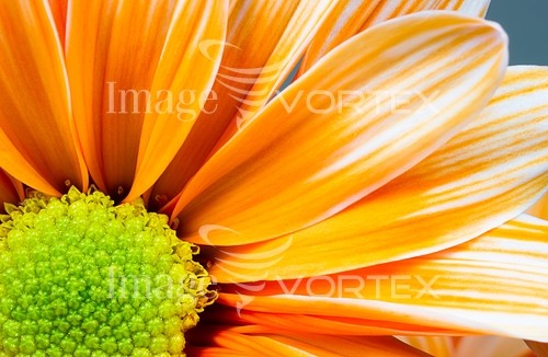 Flower royalty free stock image #920608213