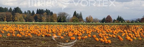 Industry / agriculture royalty free stock image #921547824