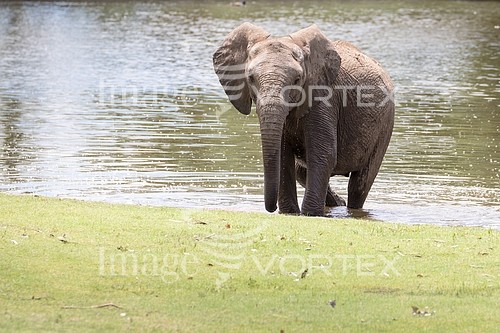 Animal / wildlife royalty free stock image #922702445