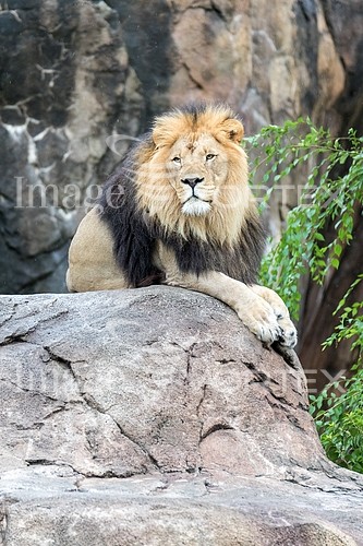 Animal / wildlife royalty free stock image #922826716