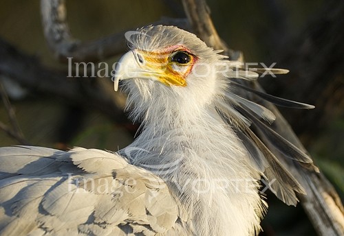 Bird royalty free stock image #923111231