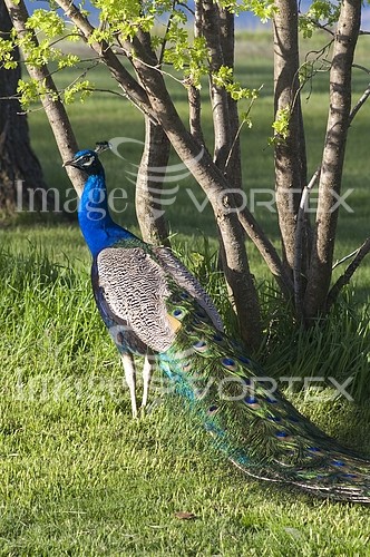 Bird royalty free stock image #925705756