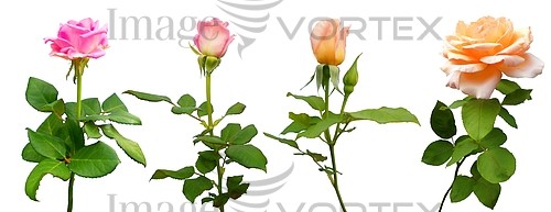 Flower royalty free stock image #930081716