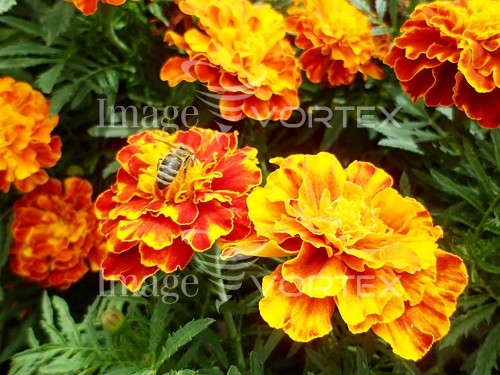 Flower royalty free stock image #930023587