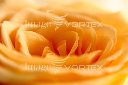 Flower royalty free stock image #933665434
