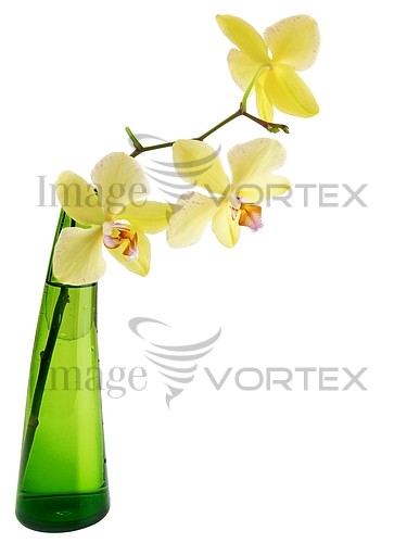 Flower royalty free stock image #935877626