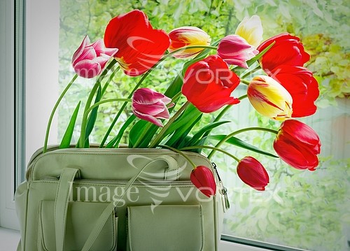 Flower royalty free stock image #935571446