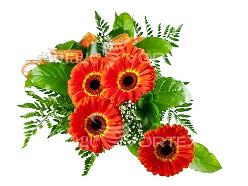 Flower royalty free stock image #937331279