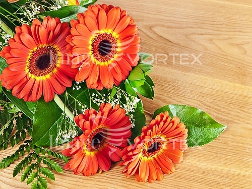 Flower royalty free stock image #937409943