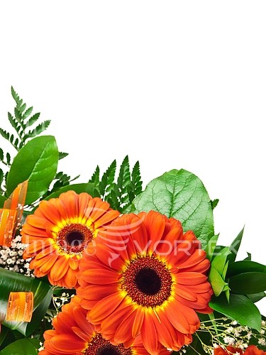 Flower royalty free stock image #937432914