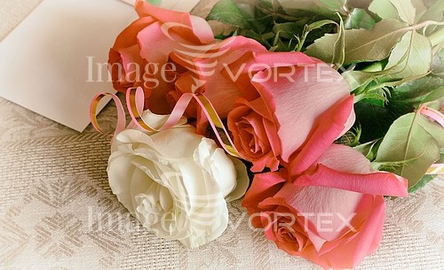Flower royalty free stock image #940702747