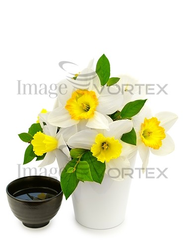 Flower royalty free stock image #941625280