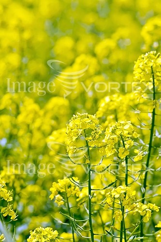 Industry / agriculture royalty free stock image #942182347