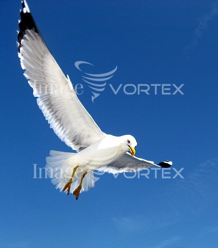 Bird royalty free stock image #950500320
