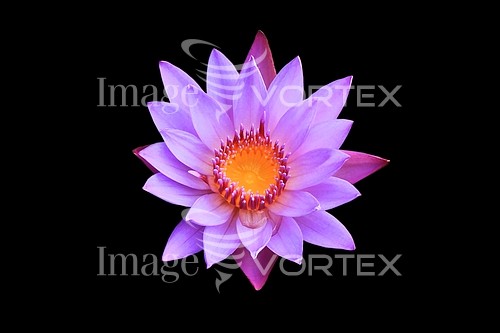 Flower royalty free stock image #953996068