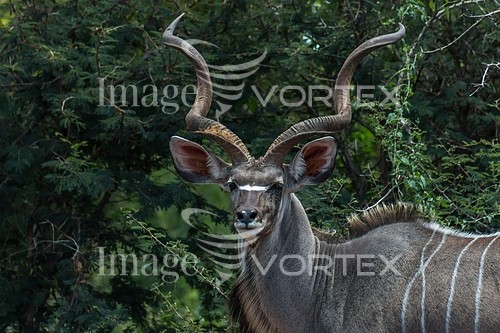 Animal / wildlife royalty free stock image #956263584