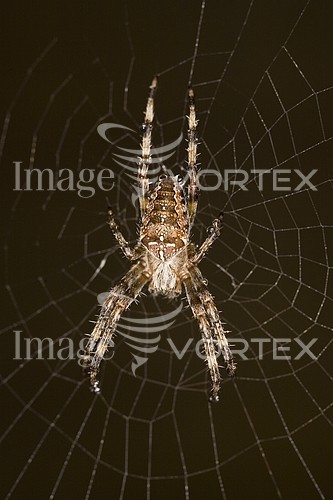Insect / spider royalty free stock image #964545016
