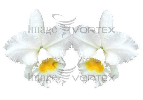 Flower royalty free stock image #967429514