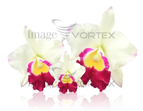 Flower royalty free stock image #967195710