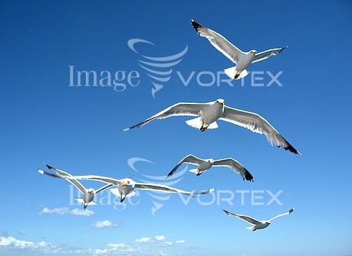 Bird royalty free stock image #974331265