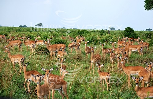 Animal / wildlife royalty free stock image #976809058