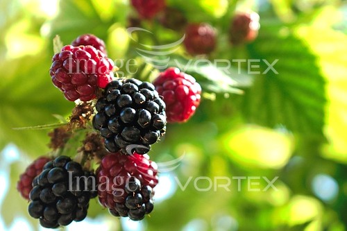 Food / drink royalty free stock image #987534678