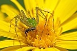 Insects / Spiders 131279794