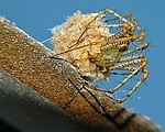 Insects / Spiders 279741341