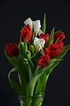 Flowers 377884207