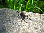 Insects / Spiders 405179755