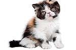 Pets / Cats / Dogs 451001225