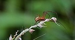 Insects / Spiders 456852087